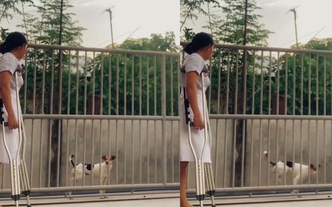 Chú chó cợt nhả nhất năm