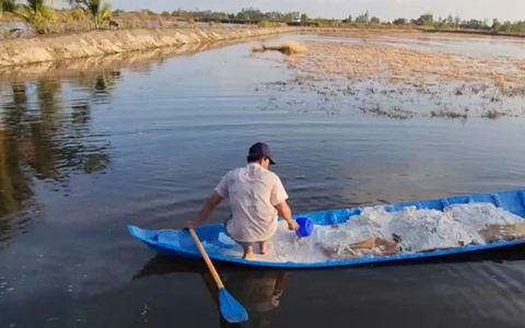 Tôm nuôi Cà Mau và Kiên Giang thiệt hại nặng do nắng nóng, dịch bệnh