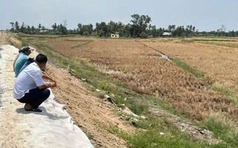 Lúa chết cạnh cao tốc Cần Thơ - Cà Mau, Phó thủ tướng yêu cầu bồi thường cho dân