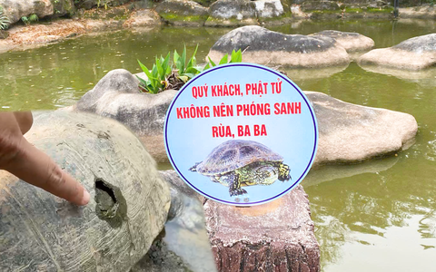 Hạt kiểm lâm nói gì về việc chùa Linh Ứng treo biển: 'Không nên phóng sanh rùa'?