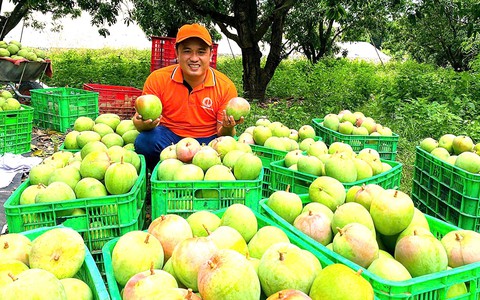Sáp nhập Khánh Hòa - Ninh Thuận: Rong nho, xoài, bưởi, chôm chôm, sản phẩm nông nghiệp 'bát ngát'