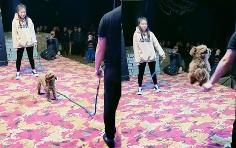 Chú chó nhảy dây siêu đỉnh