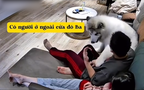 Chú chó lém lỉnh giở trò để được nằm cạnh cô chủ