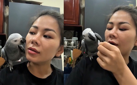 Chú vẹt thông minh hiểu lời cô chủ nói