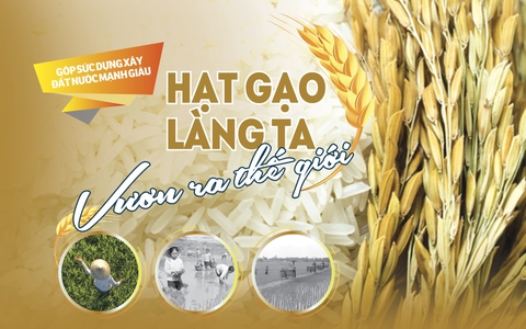 Hạt gạo làng ta vươn ra thế giới