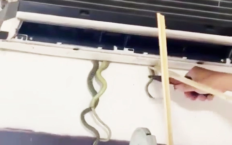Một gia đình ở Quảng Nam tá hỏa khi phát hiện nguyên ổ rắn 7 con trong máy điều hòa