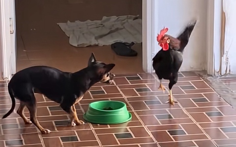 'Thần kê' đại chiến với chó để giành đồ ăn