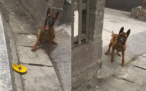 Chú chó cay cú khi bị chàng trai đá mất đồ chơi yêu thích