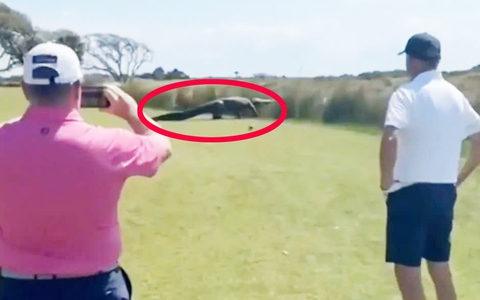 Cá sấu khổng lồ thản nhiên 'catwalk' trên sân golf