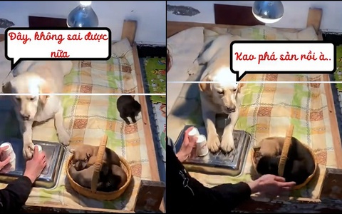 Chó mẹ cay cú khi bị sen lừa bắt hết con