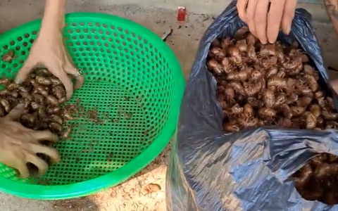 Xác ve sầu 2 triệu đồng/kg khiến người dân đổ xô đi nhặt, địa phương nói gì?