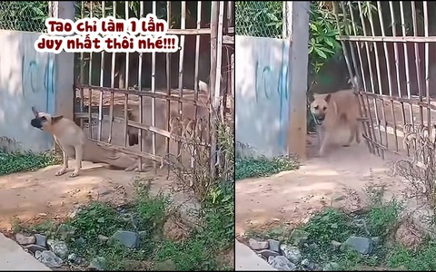 'Trí khôn của ta đây' phiên bản chó