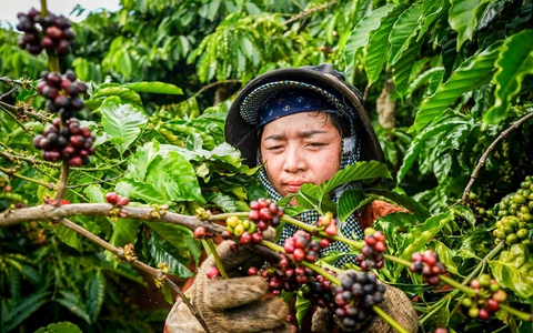 Thị trường cà phê trong nước phản ứng mạnh trước rào cản thuế quan mới của Mỹ