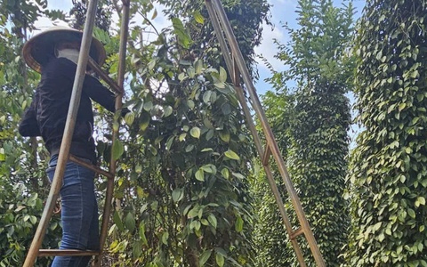 Giá hồ tiêu tiếp tục giảm, doanh nghiệp tích cực làm việc với đối tác tại Mỹ
