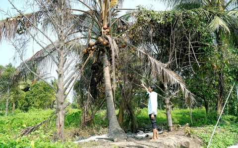 Chi tiền tỉ mua đất ở quê để dưỡng già, bị hàng xóm rào bít đường vào ra