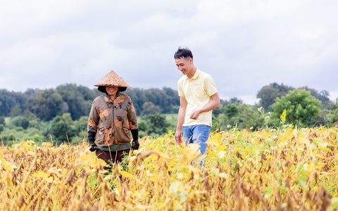 Vụ mới bắt đầu trên ‘Cánh đồng đạm tự nhiên’ ở Cư Jút