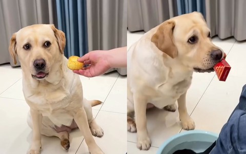 Chú chó lém lỉnh trả đũa ông chủ cho đồ ăn dơ