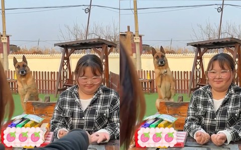 Chú chó mách nước cho cô chủ chơi trò chơi