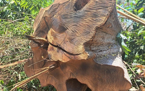 Hàng chục cây kơ nia trong khu rừng gần UBND huyện bị triệt hạ