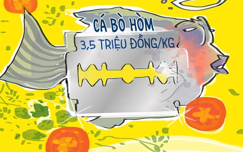Chân dung con cá bò hòm 500g thổi bay 20 triệu đồng của ông chủ