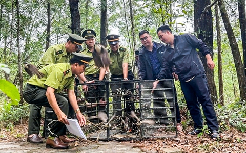 Mang chim đến quán cà phê không có giấy tờ sẽ bị phạt