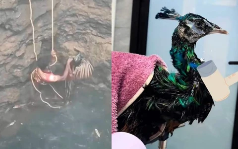 Chàng trai giải cứu con công bị mắc kẹt dưới hố nước
