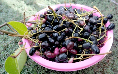 Thương nhớ những mùa trâm chín miền Tây