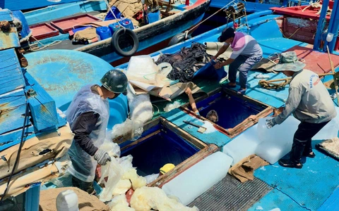 Mặc lệnh cấm đánh bắt của Trung Quốc, ngư dân Việt vẫn ra khơi 'biển của mình, không sợ'