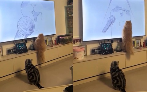 Hai chú mèo chăm chú xem nghệ sĩ đồng meo biểu diễn