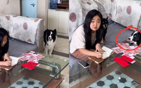 Chú chó giúp ông chủ trộm tiền của 'nóc nhà'