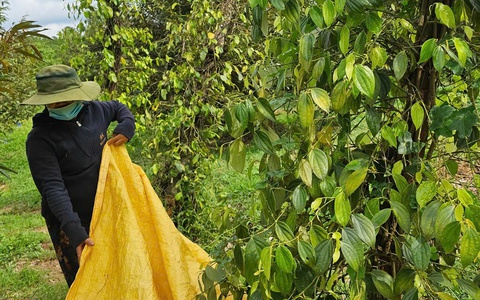Giá tiêu liệu có giảm thêm, xuống dưới mốc 150.000 đồng?
