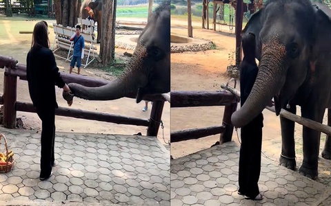 Chú voi liên tục ôm cô gái khi được cho ăn