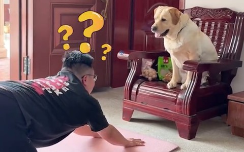 Chú chó 'thừa nước đục thả câu' khi cậu chủ đang tập yoga