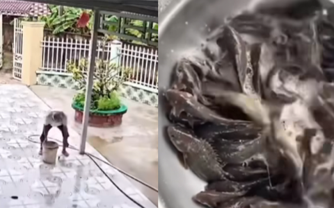 Đàn cá rô vượt cạn vào sân sau cơn mưa lớn