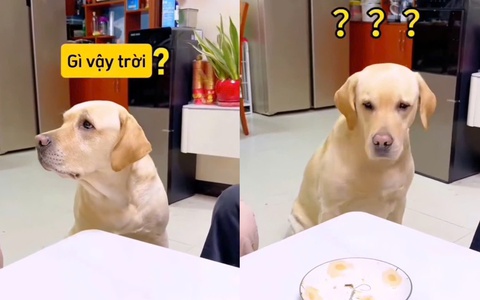 Chú chó nổi quạu vì bị tranh phần ăn