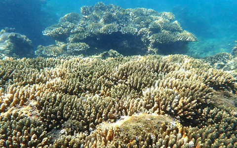 Nha Trang giăng dây phân vùng bờ biển để bảo vệ san hô Hòn Chồng