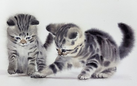 Ngắm những chú mèo hoang vẽ bằng màu nước giống như thật của họa sĩ Thái Lan