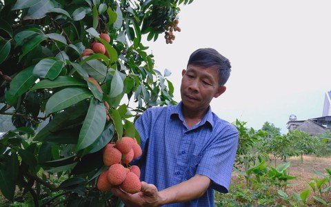 Góc nhìn trưa nay | Nông dân Bắc Giang háo hức đón vụ vải chín sớm