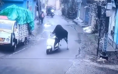 Bò 'lái' xe máy chạy trên phố