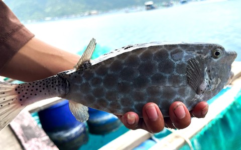 Chủ tịch tỉnh Khánh Hòa chỉ đạo xử nghiêm vụ bè bán 1kg cá bò hòm 3,5 triệu đồng