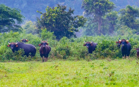 Người dân hỗ trợ gia đình nhân viên bảo vệ rừng Cát Tiên bị bò tót húc tử vong