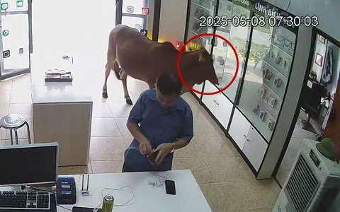 Bò ghé vào tiệm điện thoại 'mua iPhone'