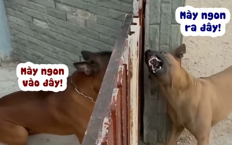Hai chú chó đấu võ mồm