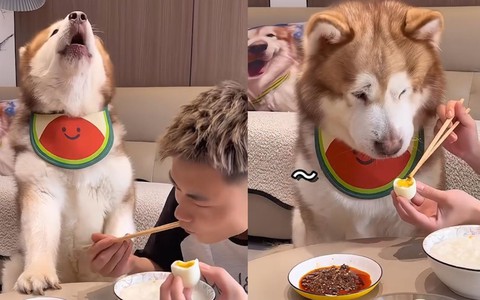 Chú chó đòi sen chấm trứng với muối ớt mới chịu ăn