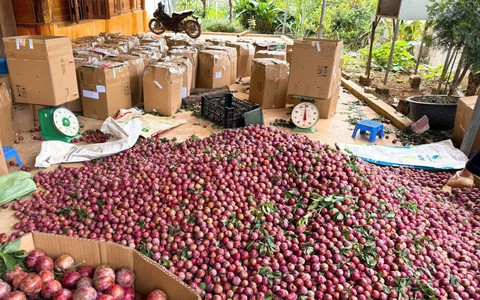 Mận hậu Mộc Châu giá 2.000 đồng/kg, vắng bóng người mua, cần giải cứu?