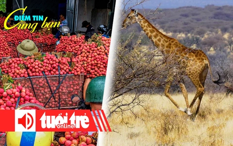 Điểm tin 8h: Điệp khúc vải thiều 'được mùa mất giá'; Châu Phi mất 90% hươu cao cổ trong 1 năm