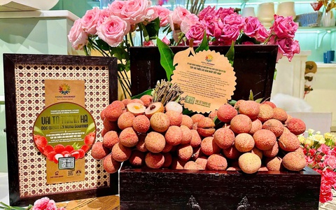 Đưa vải tổ Thanh Hà đến tay người sành ăn