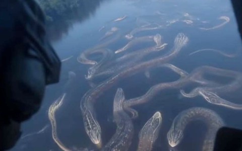 Những con trăn Anaconda khổng lồ ở Amazon là thật hay giả?