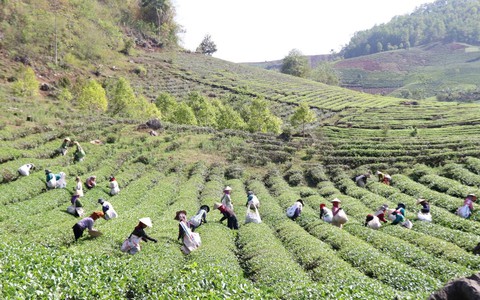 Khai thác lợi thế phát triển nông nghiệp bền vững