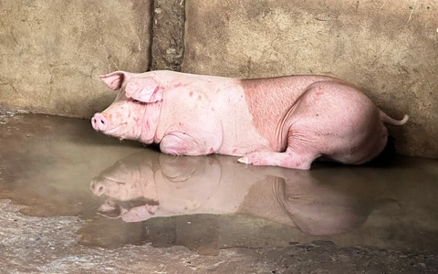 Hậu Giang chấn chỉnh quy trình kiểm soát giết mổ